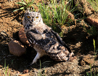 Spotted eagle owl - Tiger Canyon - Karoo