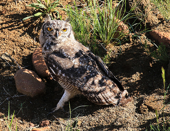 Spotted eagle owl - Tiger Canyon - Karoo