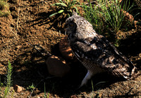 Spotted eagle owl - Tiger Canyon - Karoo
