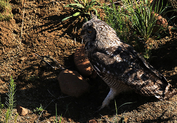 Spotted eagle owl - Tiger Canyon - Karoo