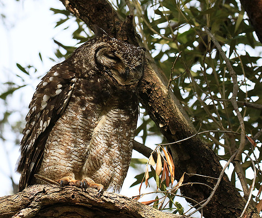 Spotted eagle owl - Kirstenbosch - Cape Town