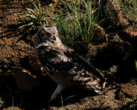 Spotted eagle owl - Tiger Canyon - Karoo