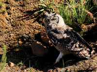 Spotted eagle owl - Tiger Canyon - Karoo
