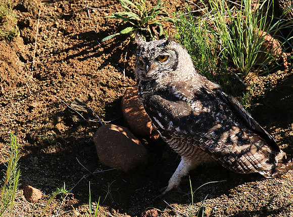 Spotted eagle owl - Tiger Canyon - Karoo