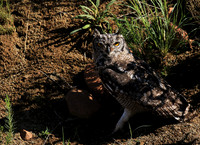 Spotted eagle owl - Tiger Canyon - Karoo