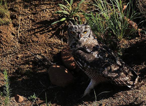 Spotted eagle owl - Tiger Canyon - Karoo