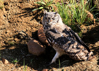Spotted eagle owl - Tiger Canyon - Karoo