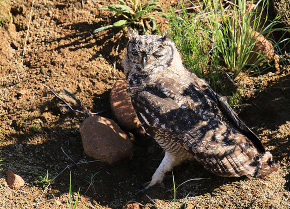 Spotted eagle owl - Tiger Canyon - Karoo