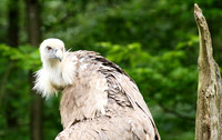 Griffon vulture (vautour fauve)