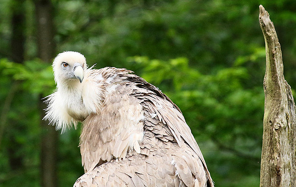 Griffon vulture (vautour fauve)