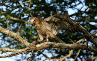 Juvenile dark chanting goshawk at Sabi Sand