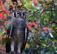 Verreaux's eagle owl (Parfuri)