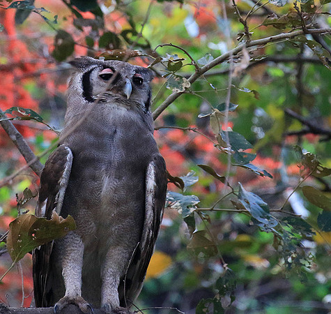 Verreaux's eagle owl (Parfuri)