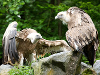 Griffon vultures (vautours fauves)