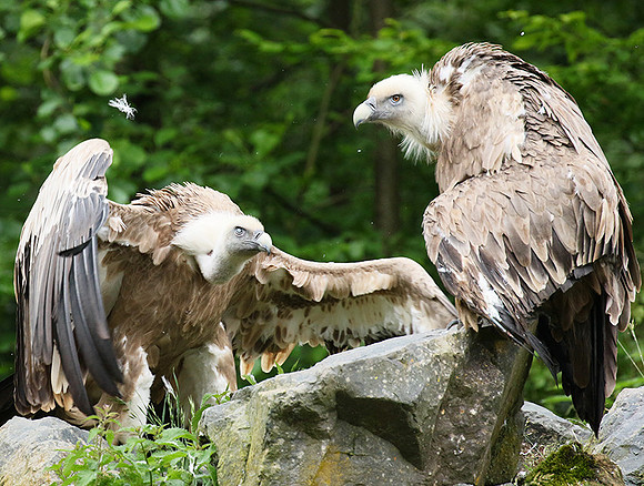 Griffon vultures (vautours fauves)