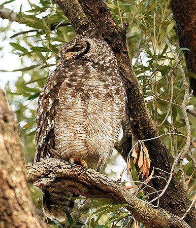 Spotted eagle owl - Kirstenbosch - Cape Town