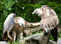 Griffon vultures (vautours fauves)