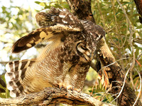 Spotted eagle owl - Kirstenbosch - Cape Town
