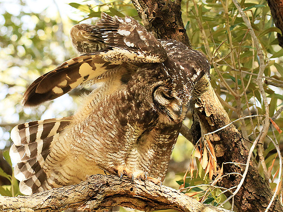 Spotted eagle owl - Kirstenbosch - Cape Town