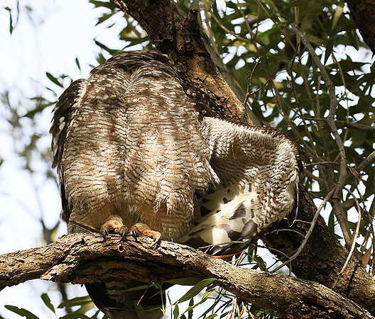 Spotted eagle owl - Kirstenbosch - Cape Town