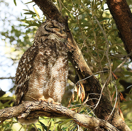 Spotted eagle owl - Kirstenbosch - Cape Town