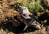 Spotted eagle owl - Tiger Canyon - Karoo