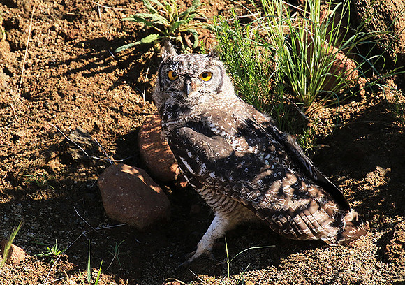 Spotted eagle owl - Tiger Canyon - Karoo