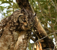Spotted eagle owl - Kirstenbosch - Cape Town