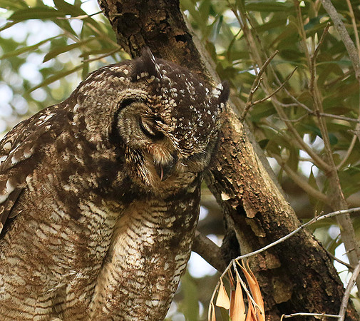 Spotted eagle owl - Kirstenbosch - Cape Town