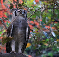 Verreaux's eagle owl (Parfuri)