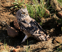 Spotted eagle owl - Tiger Canyon - Karoo