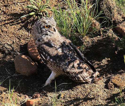 Spotted eagle owl - Tiger Canyon - Karoo