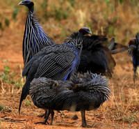 Vulturine guineafowls - northern Kenya