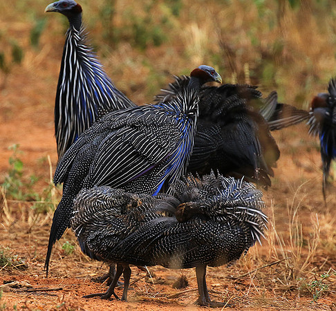 Vulturine guineafowls - northern Kenya