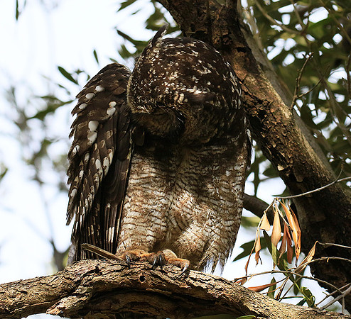 Spotted eagle owl - Kirstenbosch - Cape Town