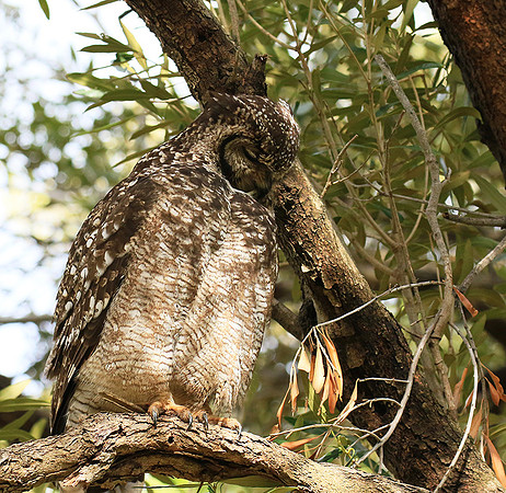 Spotted eagle owl - Kirstenbosch - Cape Town