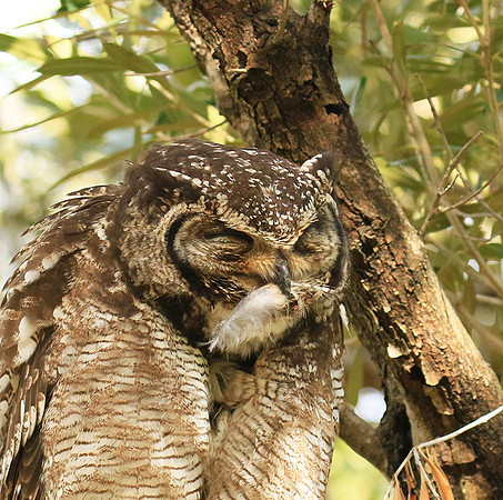 Spotted eagle owl - Kirstenbosch - Cape Town