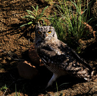 Spotted eagle owl - Tiger Canyon - Karoo