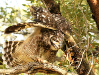 Spotted eagle owl - Kirstenbosch - Cape Town