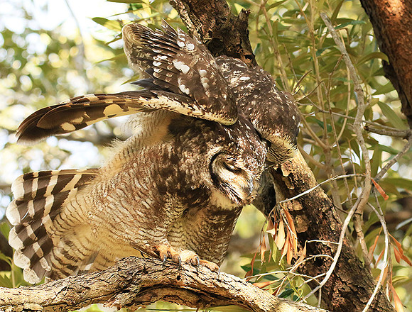 Spotted eagle owl - Kirstenbosch - Cape Town