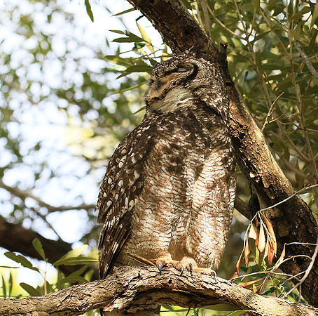 Spotted eagle owl - Kirstenbosch - Cape Town