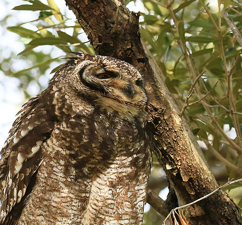 Spotted eagle owl - Kirstenbosch - Cape Town