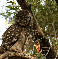 Spotted eagle owl - Kirstenbosch - Cape Town