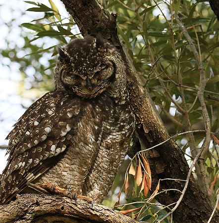 Spotted eagle owl - Kirstenbosch - Cape Town