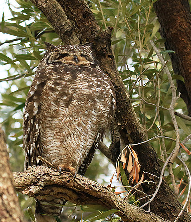 Spotted eagle owl - Kirstenbosch - Cape Town
