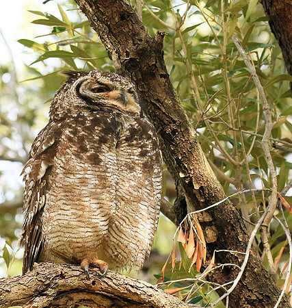 Spotted eagle owl - Kirstenbosch - Cape Town