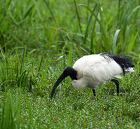Sacred ibis - Laikipia