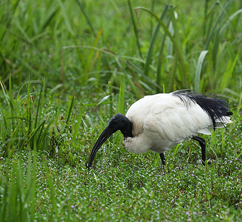 Sacred ibis - Laikipia