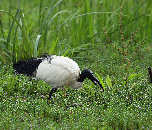 Sacred ibis - Laikipia