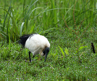 Sacred ibis - Laikipia